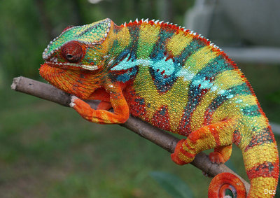 Panther-Chameleon-Pictures1.jpg