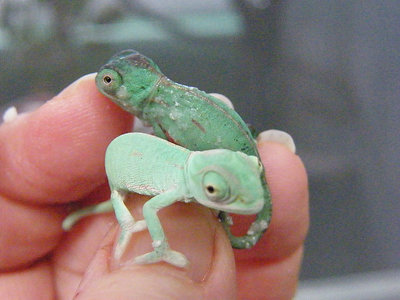 veiled chameleon babies.jpg