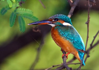 627476-amaizing-kingfisher.jpg