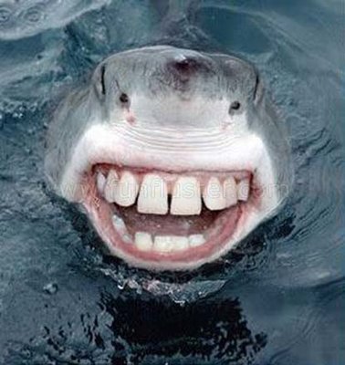 images-funny-sharks-1.jpg