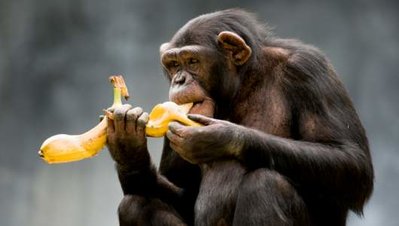 az-chimpanzee.jpg